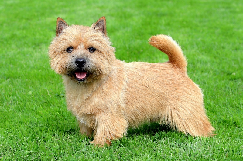 Portrait of a Norwich Terrier in a garden.