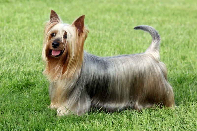 Silky Terrier with long hair standing on grass.
