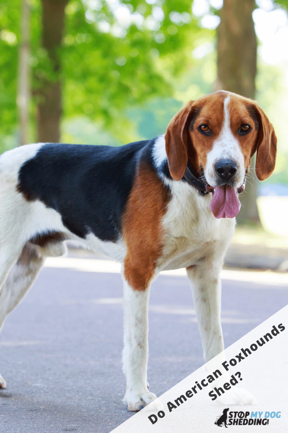 Do American Foxhounds Shed? (What You Need to Know)