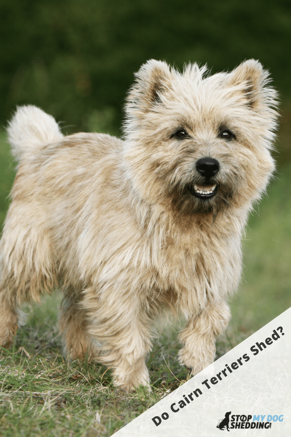 how do you bathe a cairn terrier