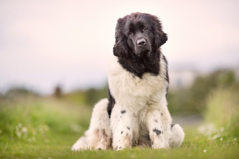 Newfypoo dog standing outside on green grass