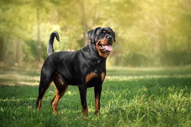 Beautiful portrait of a Rottweiler during spring standing in a green park.