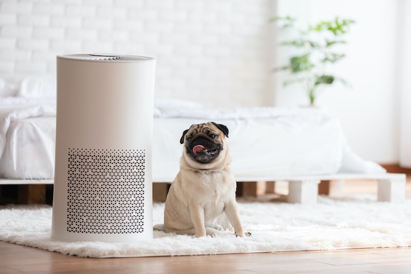 The Top 5 Best Air Purifiers for Dog Hair & Dander of 2022