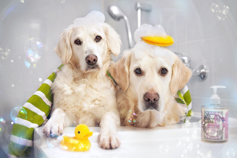 Best Shampoos for Dog Shedding (Top 6 Picks for 2022)