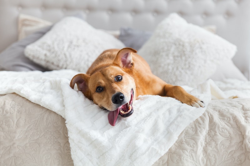 Happy ginger mixed breed dog in luxurious bright colors classic style bedroom with king-size bed. Pets friendly hotel or home room.