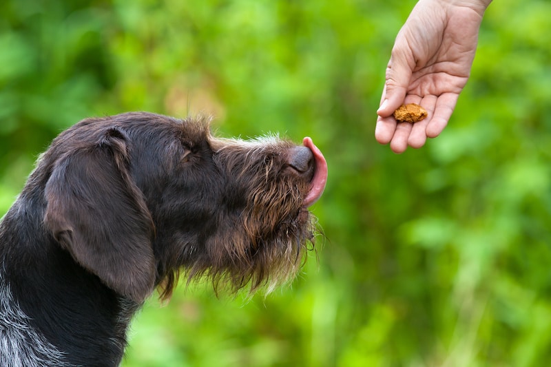 Best Supplements for Dog Shedding (Our Top Picks for 2022)