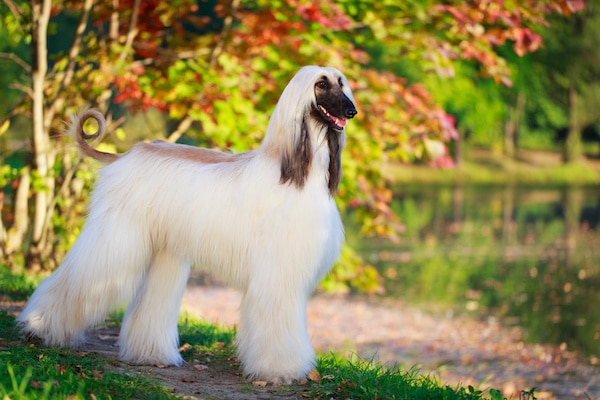 Afghan Hound dog breed with beautiful park in background.