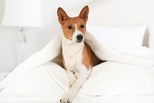 Basenji dog lying on the bed covered with a blanket in the bedroom.