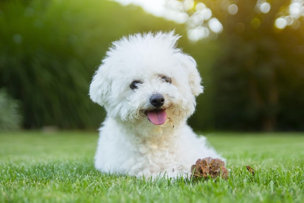 Bichon Frise dog lying on the grass with its tongue out.