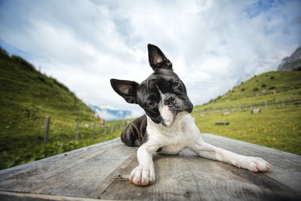 Boston Terrier in the Austrian Alps in Summer