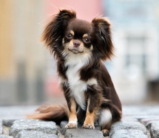 Adorable brown Chihuahua dog sitting on a paved street.