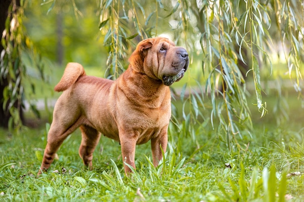 Chinese Shar-Pei in the park.