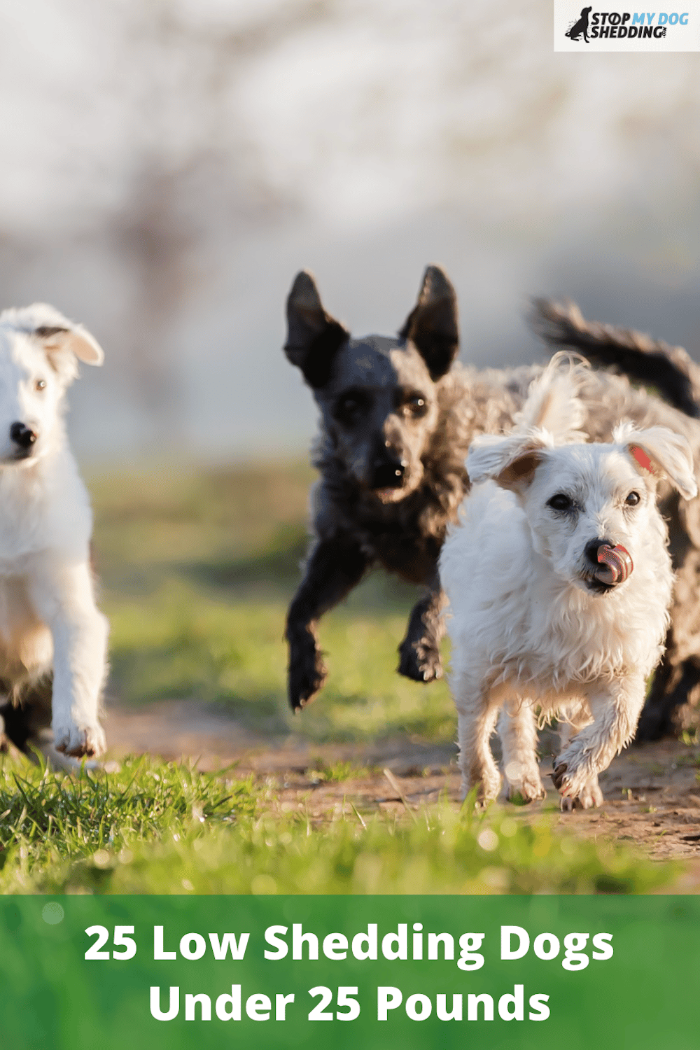 25 Low Shedding Dogs Under 25 Pounds