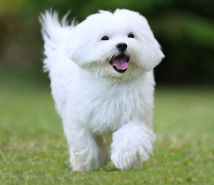 Maltese Dog running on green grass background