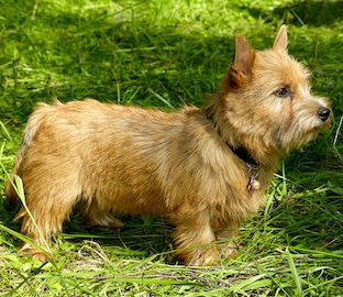 Norwich Terrier puppy in the grass in summer outdoor background