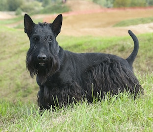 Scottish Terrier standing on the grass
