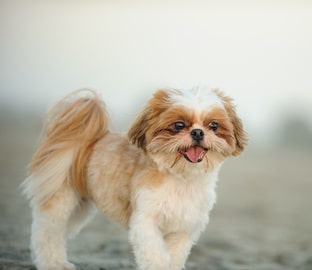 Shih Tzu dog outdoor portrait at beach