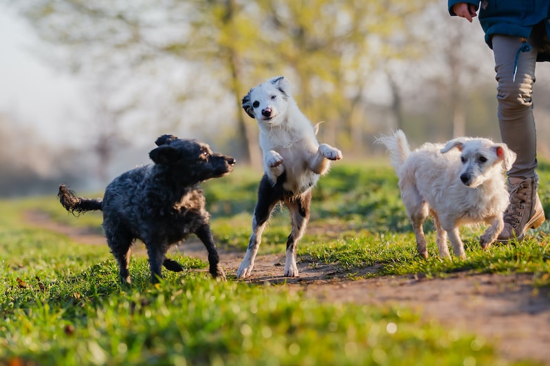 Person standing with three small dogs that are playing on a field path.