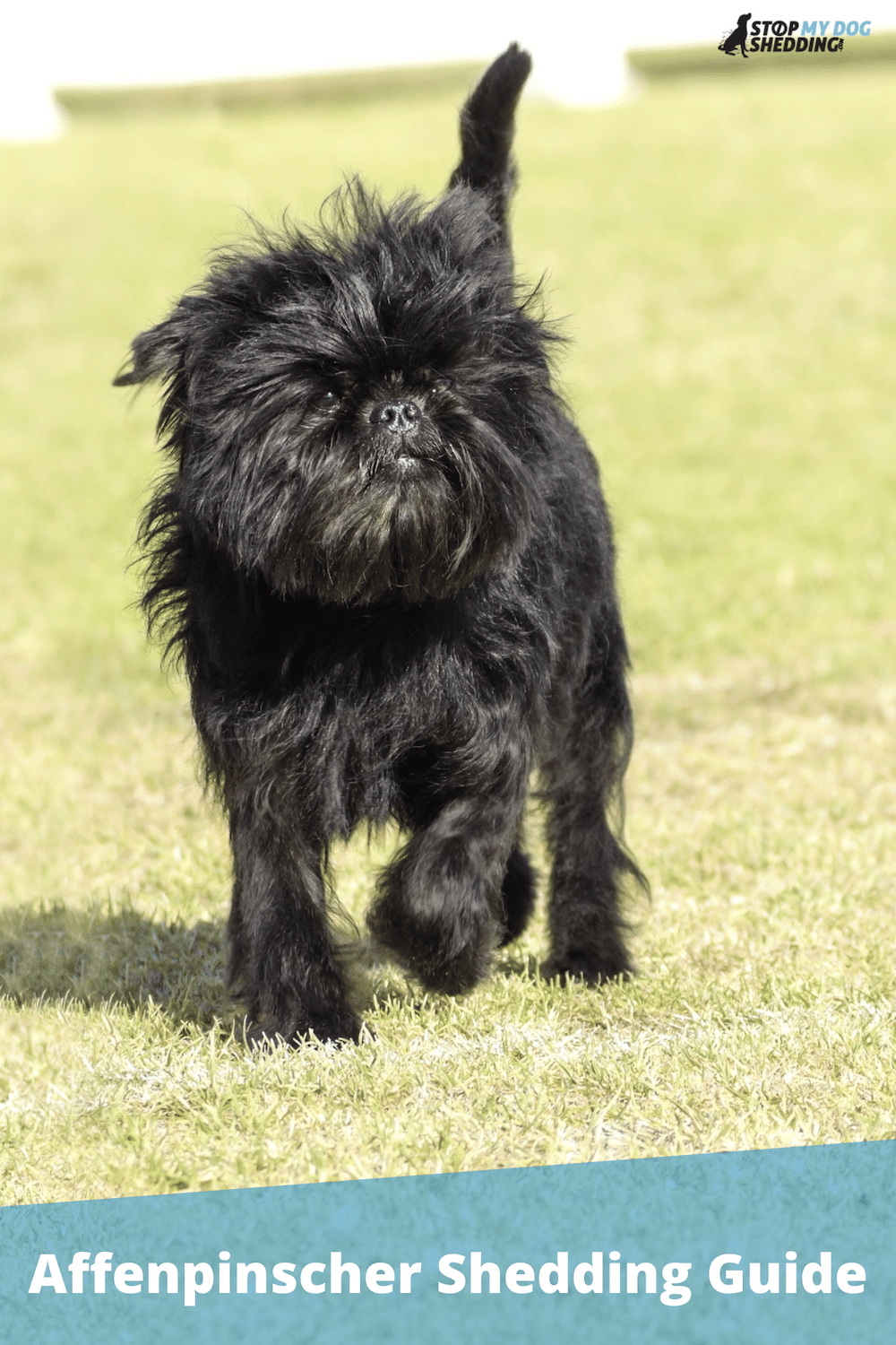 Do Affenpinschers Shed? (Affen Shedding Guide)