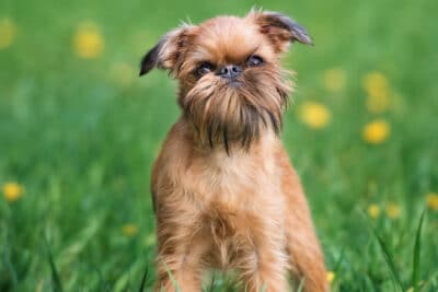 Brussels Griffon dog with beard posing outdoors in summer.