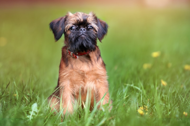Cute Brussels Griffon dog standing in green grass.