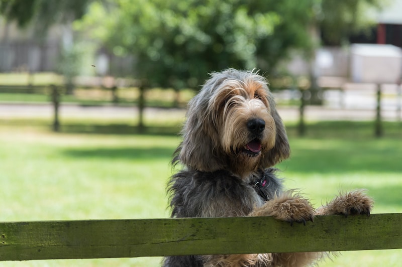 Large grey and cream coloured Otterhound standing with front feet on top of wooden fence looking towards camera.
