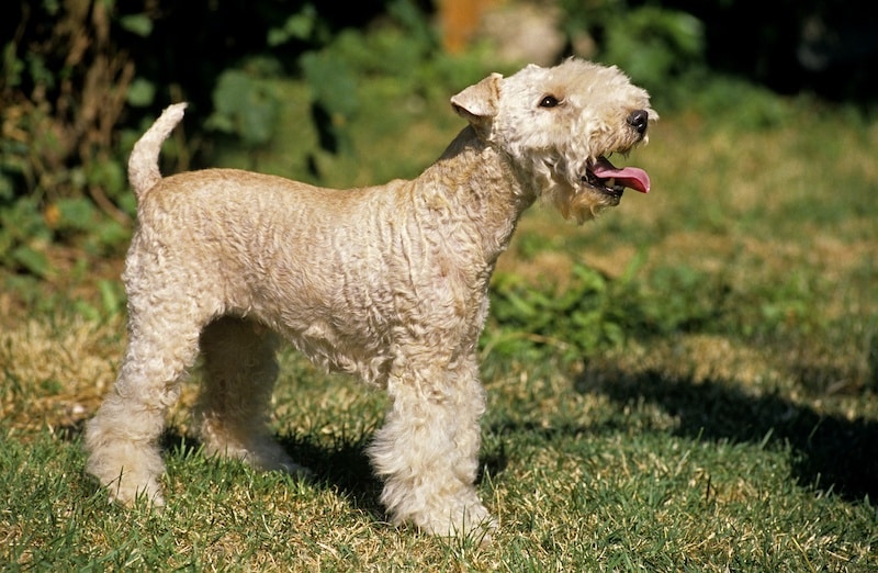 Lakeland Terrier Dog standing on Grass