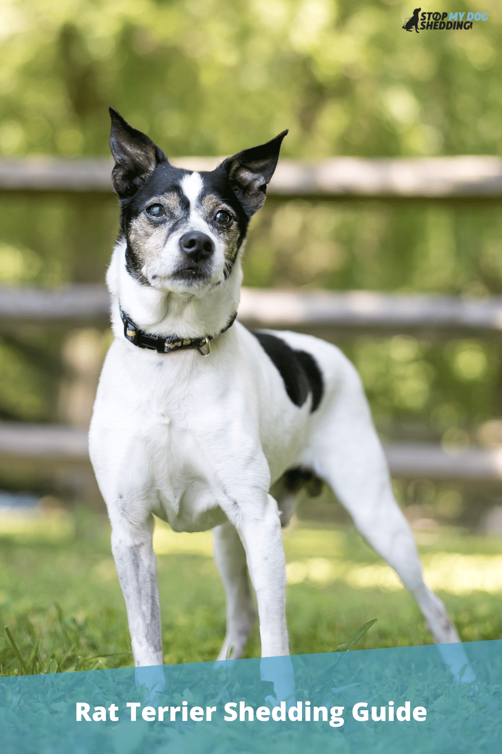 Do Rat Terriers Shed? (Shedding and Grooming Guide)