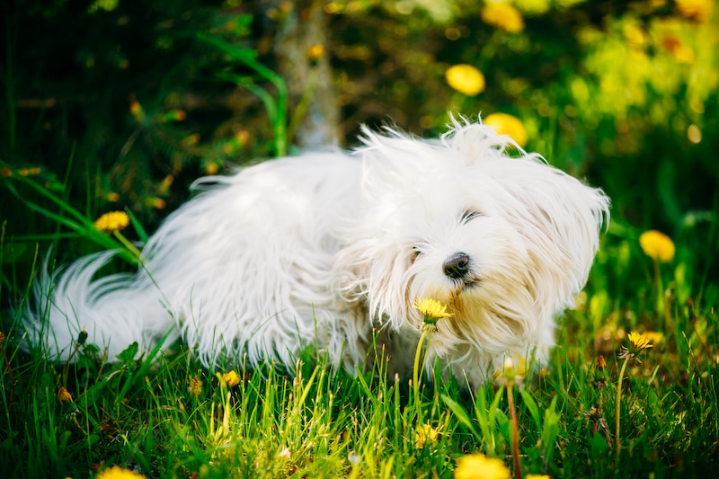 White Bolognese Dog sitting in green grass and sniffing dandelion flowers in park.