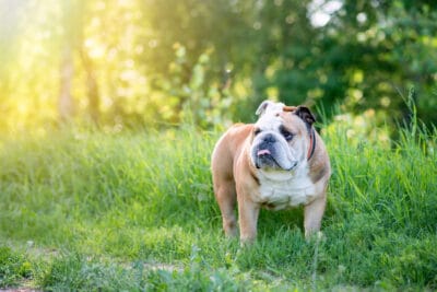 do english bulldogs shed a lot