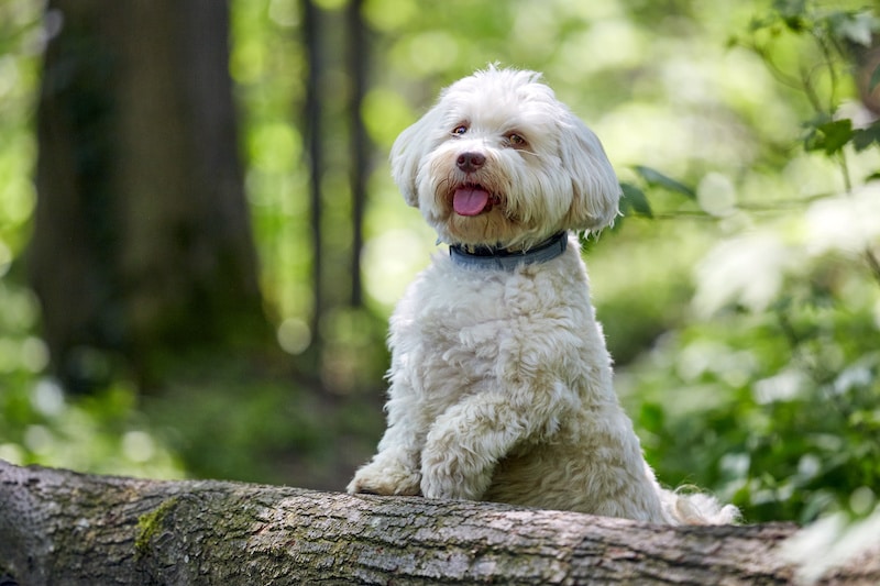White Havanese dog standing on a tree trunk.