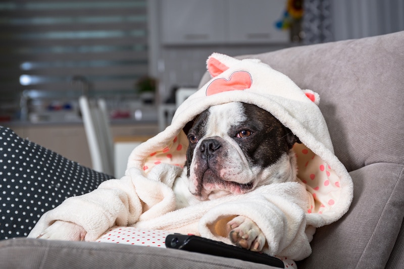 Relaxed dog sitting on couch with paw on television remote.