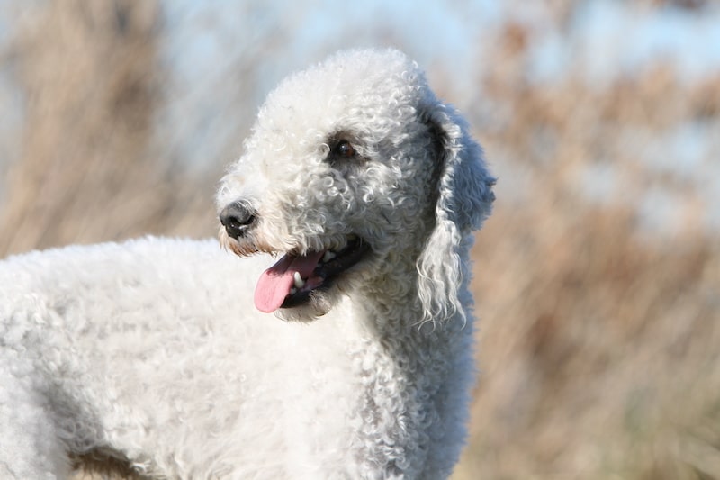 White Bedlington Terrier dog standing outside on a sunny day.