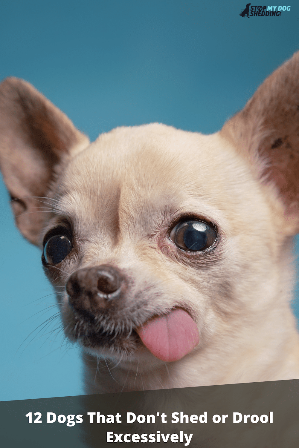12 Dogs That Don’t Shed Or Drool Excessively