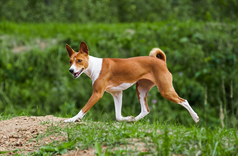 Basenji dog trotting in forest.