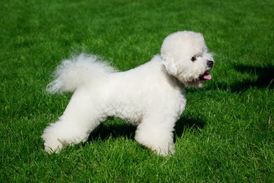 The dog breed Bichon Frise on green grass.