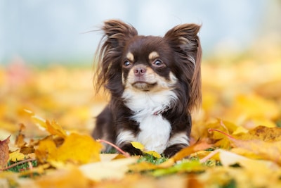 Brown Chihuahua lying down on fallen leaves.