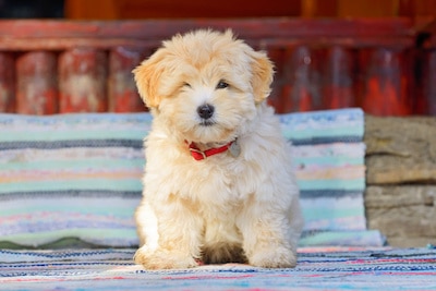 Beautiful Havanese puppy dog.