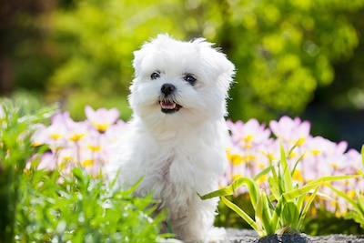 Portrait of nice young Maltese dog.