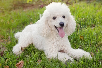 White poodle dog on a grass in a garden.
