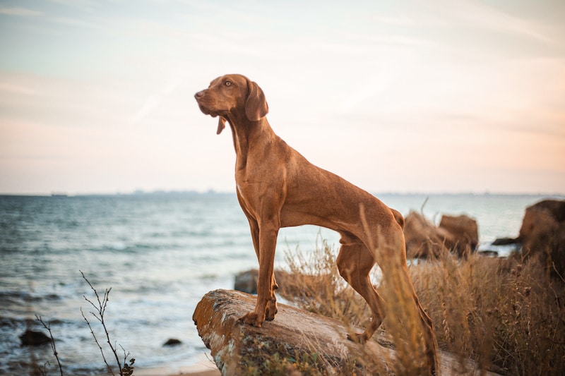 Vizsla dog standing on rock outside overlooking the water.