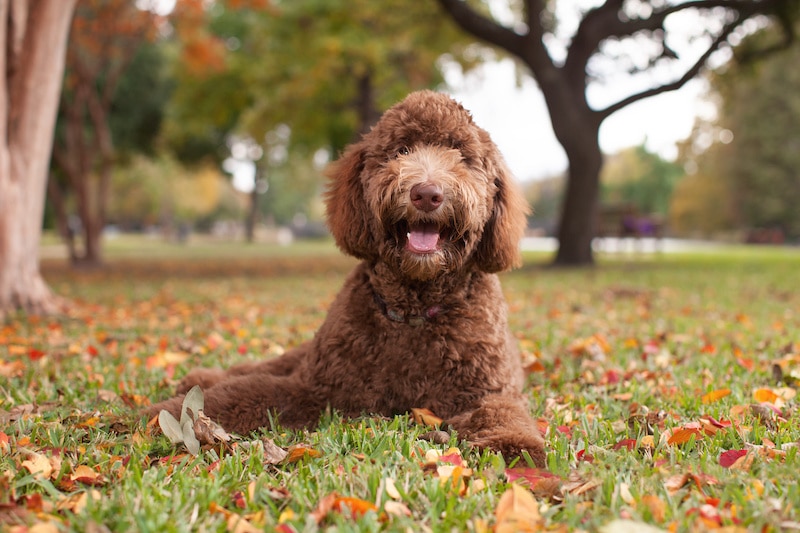 Happy Labradoodle outside laying in autumn leaves.