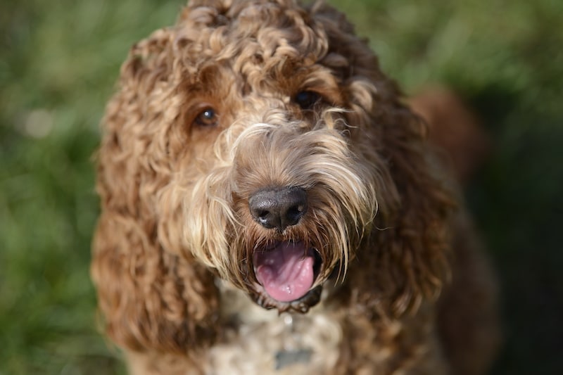 Closeup of Cockapoo dog breed outside on green grass.