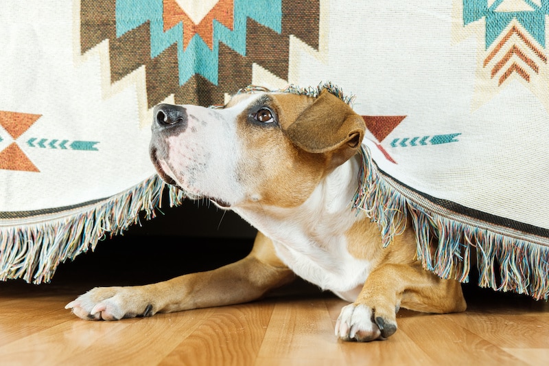 Dog hides under the sofa and looks up frightened. The concept of dog's anxiety about thunderstorm, fireworks and loud noises.