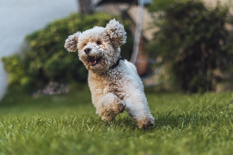 Happy looking Toy Poodle running outside on the green grass.