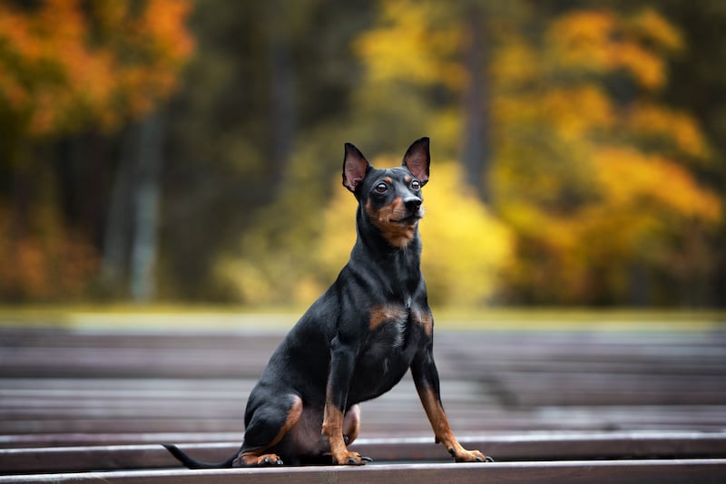 German Pinscher dog posing outdoors in autumn.