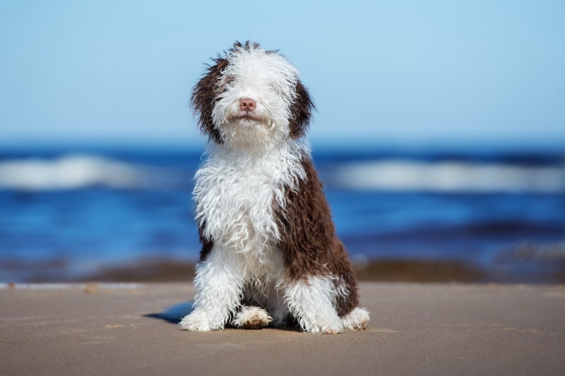 Brown and white Spanish Water Dog sitting on the beach with blue sky in the background.