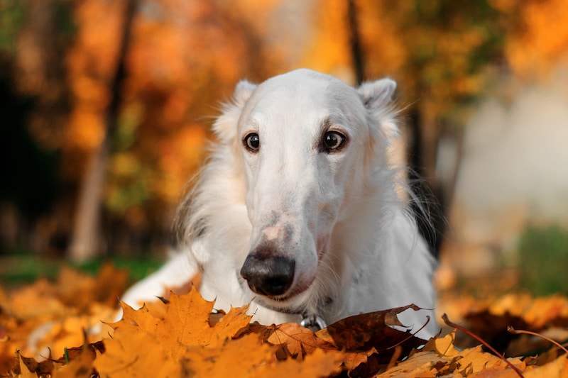 Portrait of Borzoi dog laying amongst the autumn leaves.