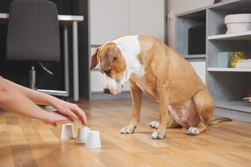 Cute dog playing the shell game with her human. Concept of training pets, domestic dogs being smart and educated.