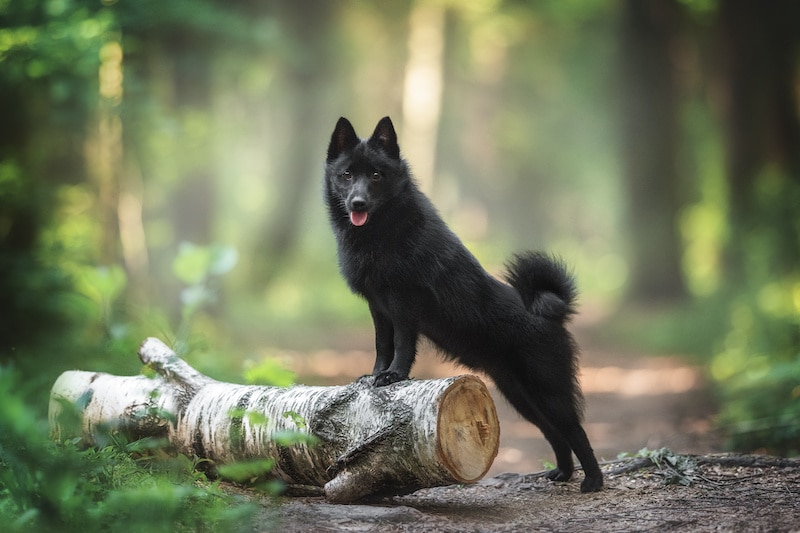 A black Schipperke dog with a pink tongue and shining eyes standing with his front paws on a birch log on a path in a dawn forest.